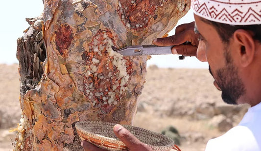 Unveiling the Mystique of Frankincense: A Journey Through Time